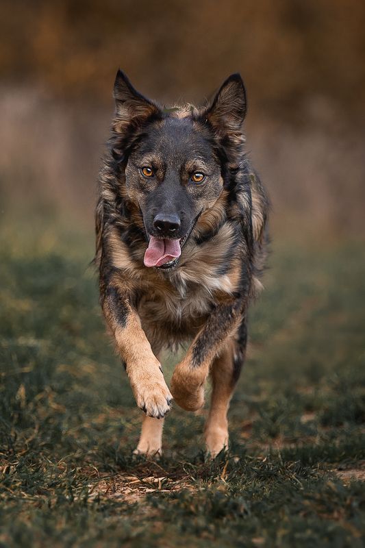 Кузя в поиске дома фото превью