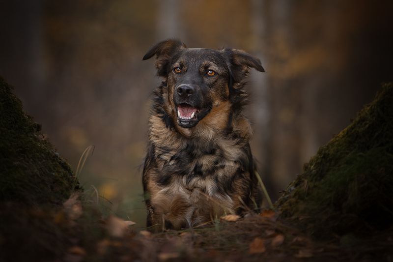 Кузя в поиске дома фото превью