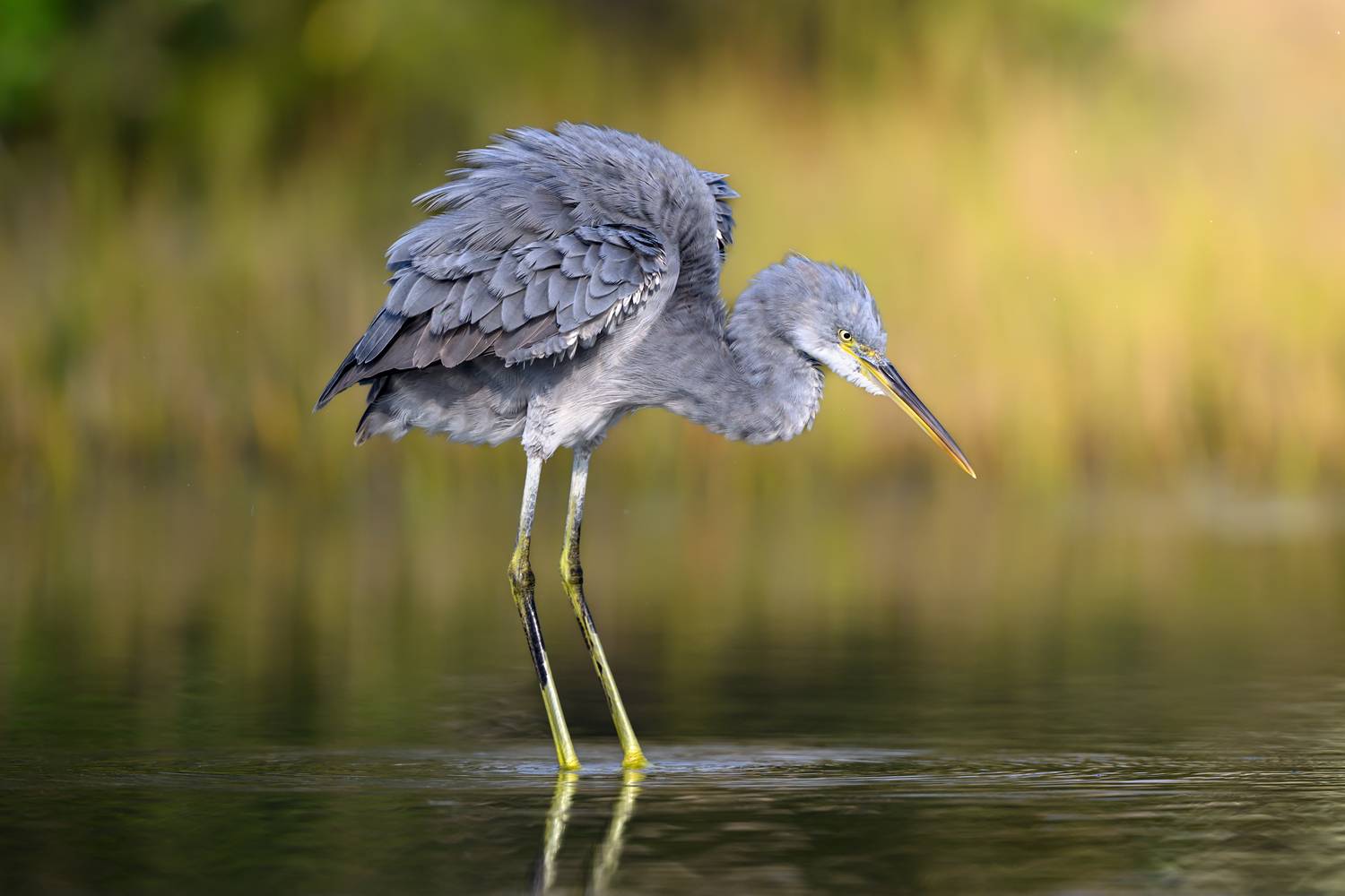 птица, фотоохота, цапля, природа, фауна, Vladimir Kulikov