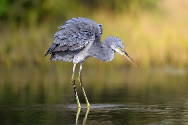 птица, фотоохота, цапля, природа, фауна Рифовая цапля фото превью