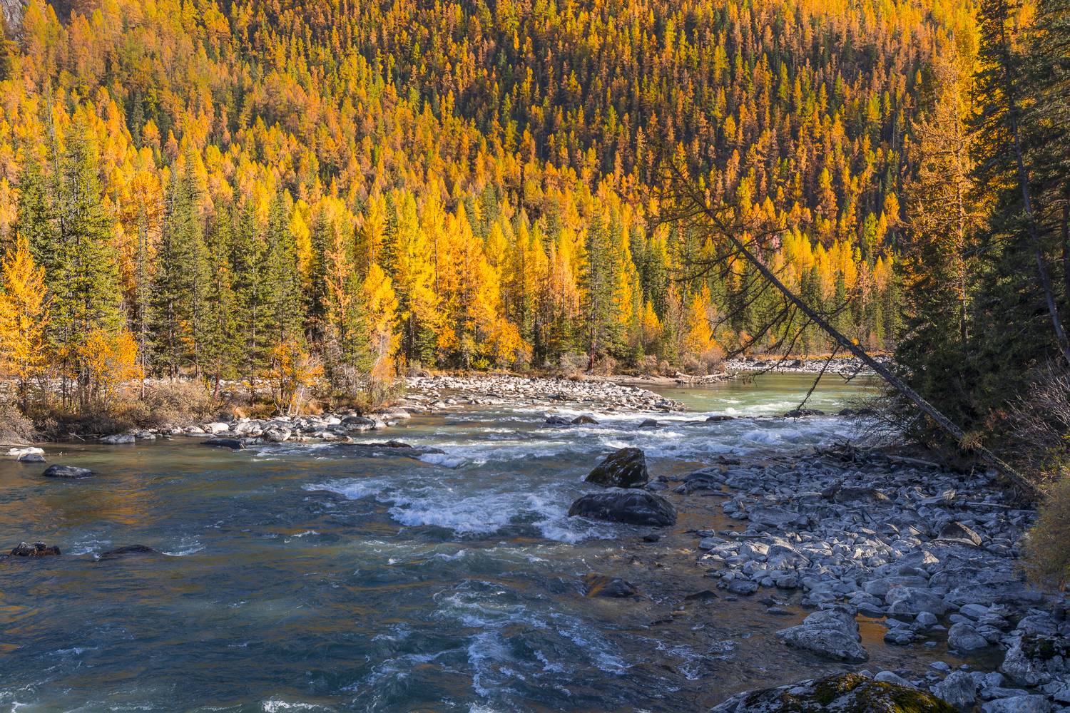 россия, горный алтай, река, осень, осенние краски, Андрей Поляков