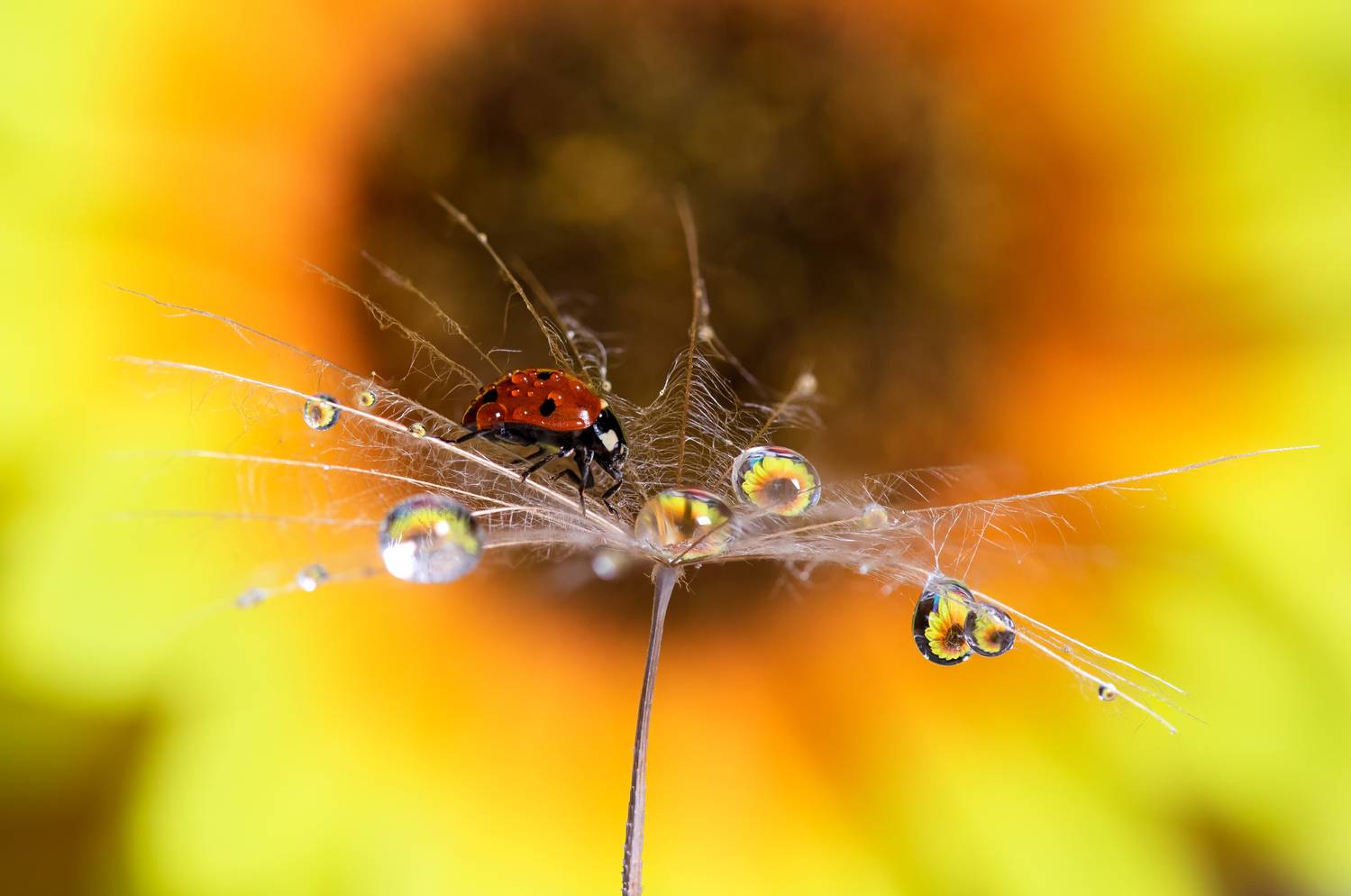 , Mariyana Atanasova - Lucero