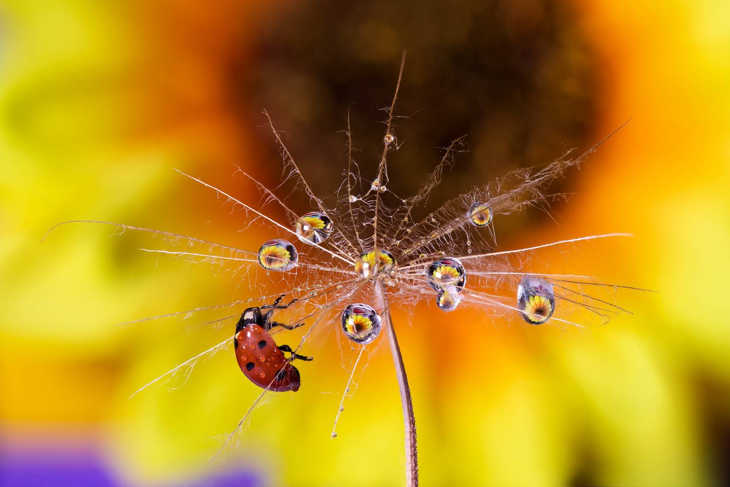 , Mariyana Atanasova - Lucero