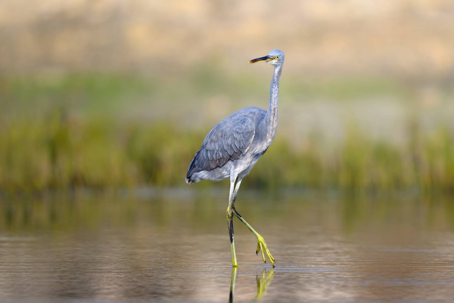 птица, фотоохота, цапля, природа, фауна, Vladimir Kulikov