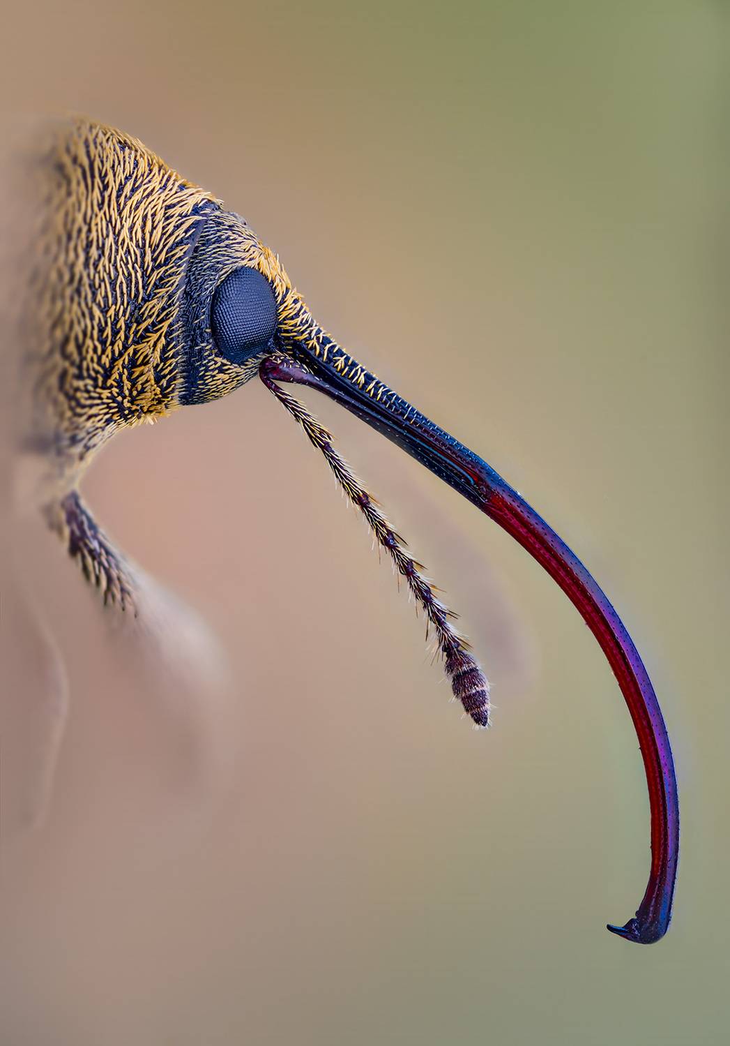 coleoptera, curculionoidea, curculio glandium, Kavaliauskas Eugenijus