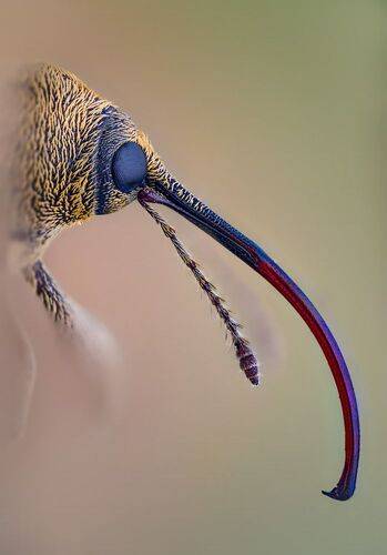 Плодожил дубовый