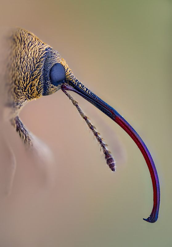 coleoptera, curculionoidea, curculio glandium Плодожил дубовый фото превью