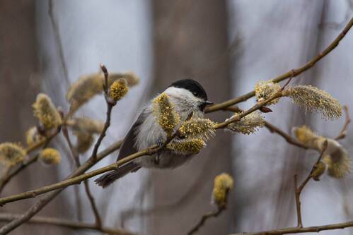 Черноголовая гаичка / Poecile palustris / Marsh tit