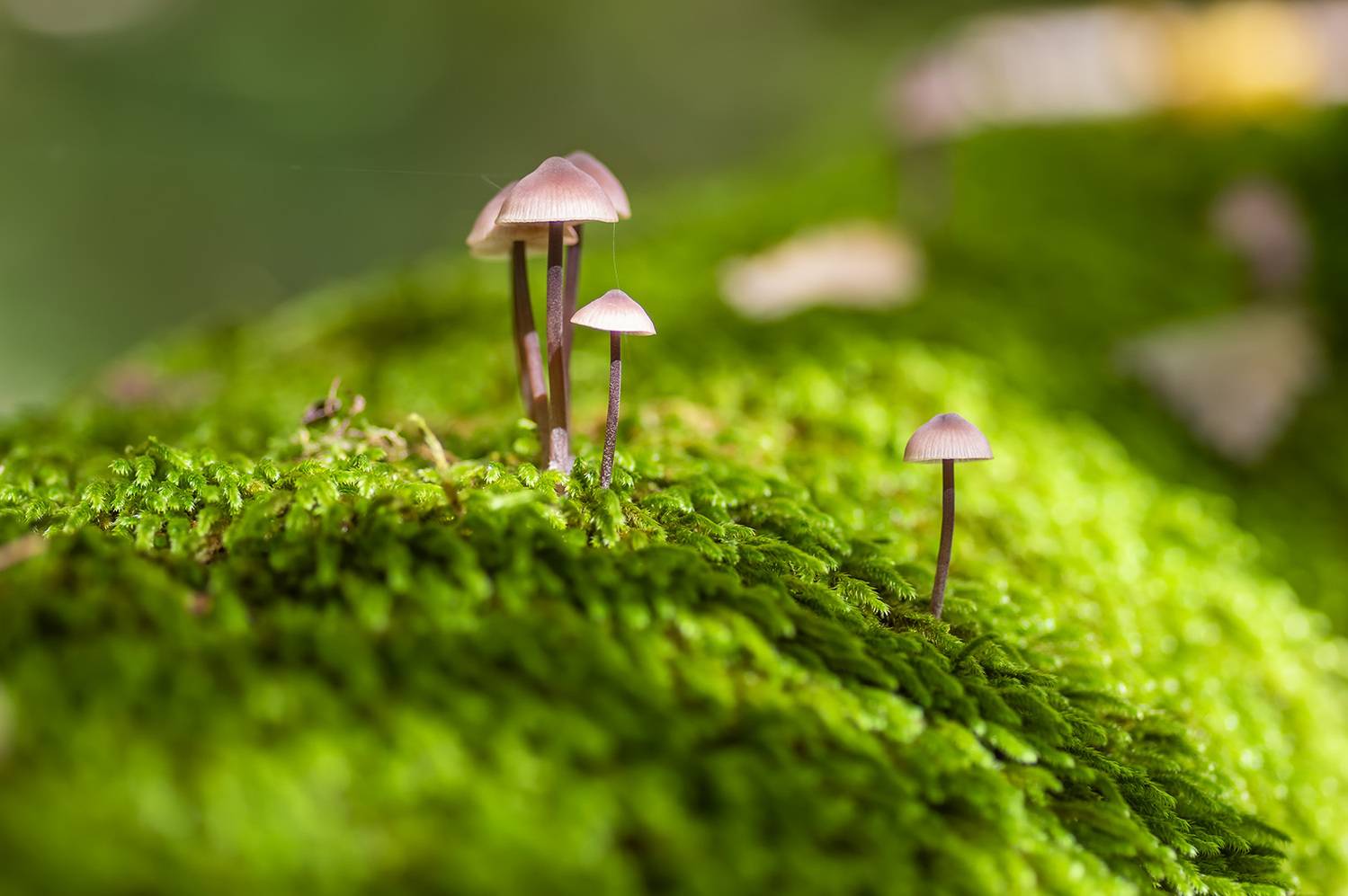 , Александр Земляной