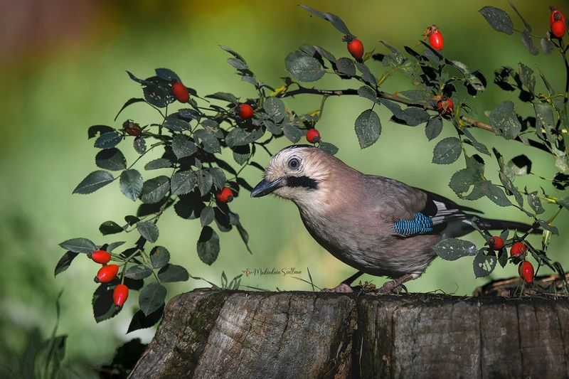 фотоохота, осень, птица, сойка Осень. фото превью