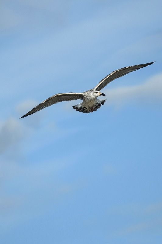 #** фото превью