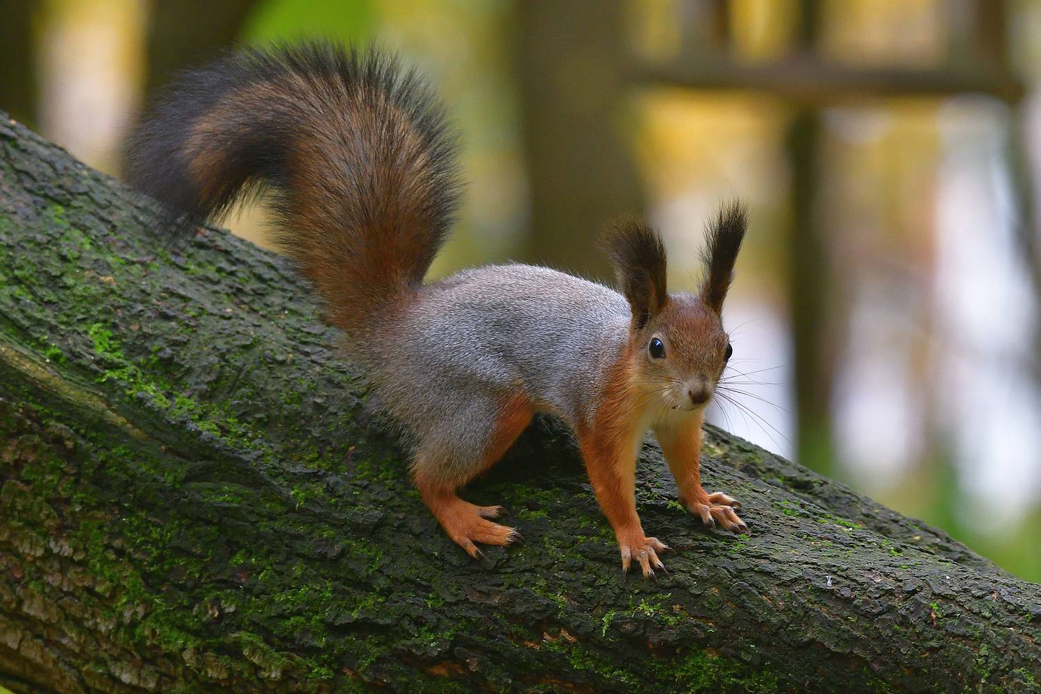 , Корнейчук Игорь