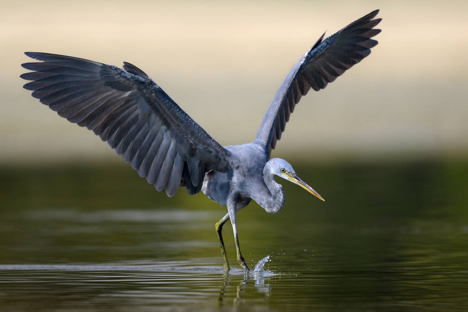 птица, фотоохота, цапля, природа, фауна, Vladimir Kulikov