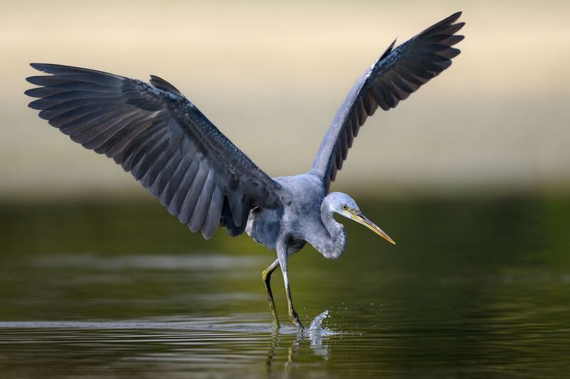 птица, фотоохота, цапля, природа, фауна Охота рифовой цапли фото превью