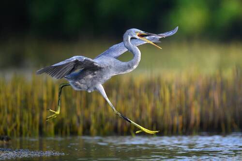 Прогнать конкурента