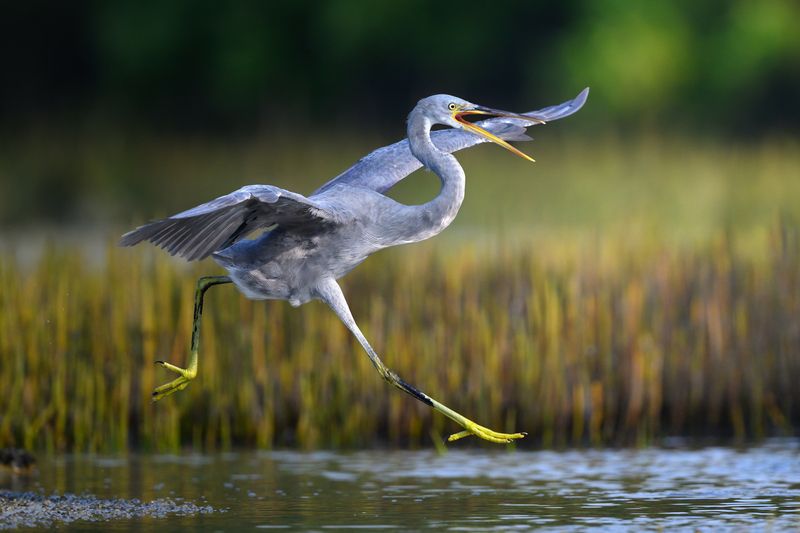 птица, фотоохота, цапля, природа, фауна Прогнать конкурента фото превью