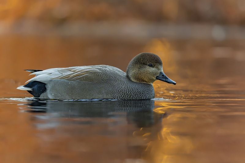 утка, серая утка, птицы, красная книга Осенний свет фото превью