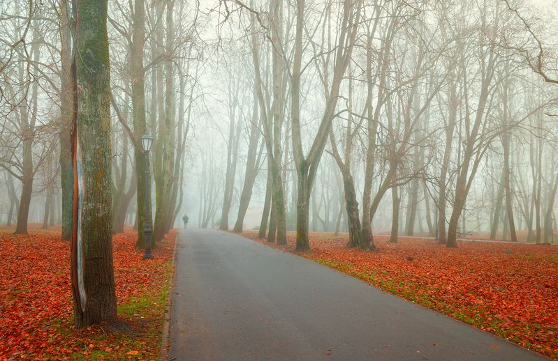 Through the fog фото превью