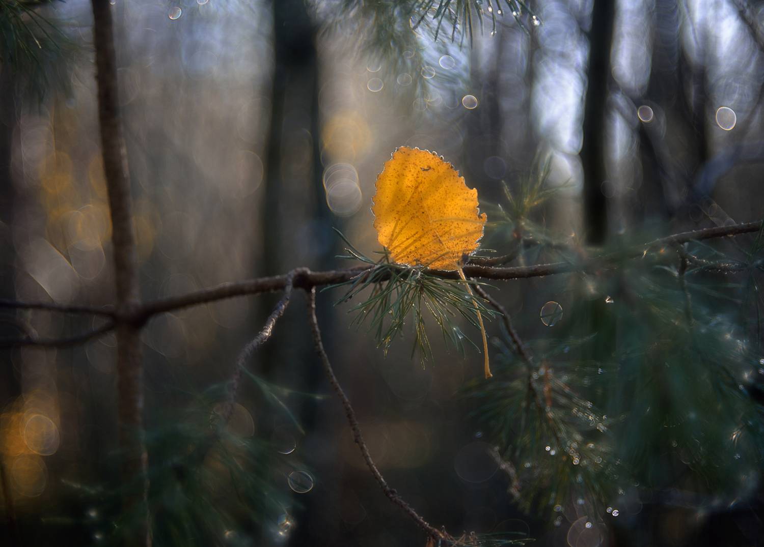 природа,осень,листья,гелиос 77м-4, Наталия К