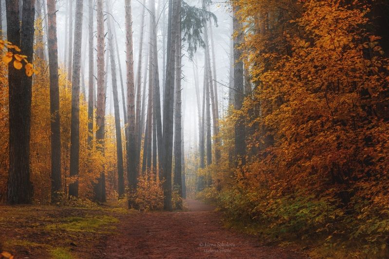 лес, осень, утро, туман Осенняя красота туманного леса фото превью