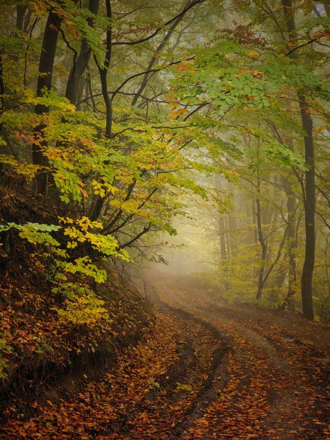 , Герчев Николай