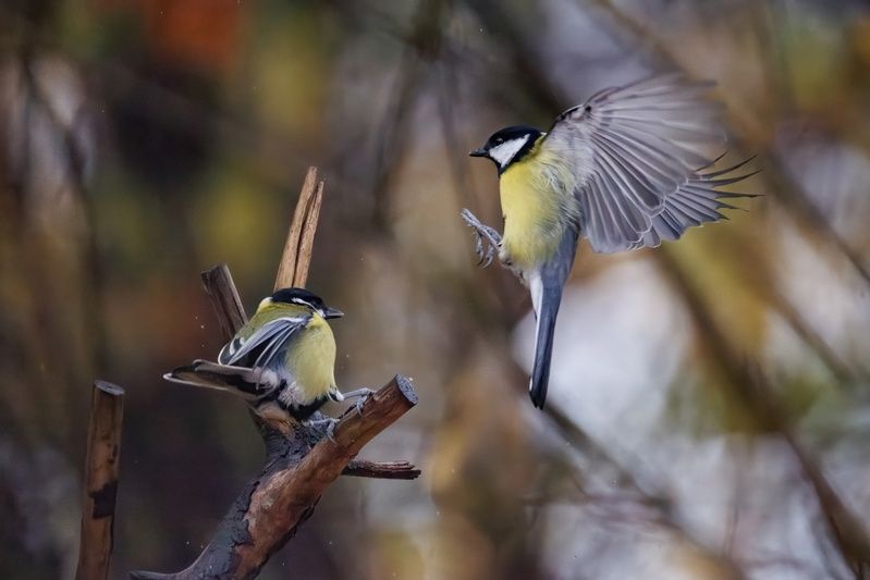 *** фото превью