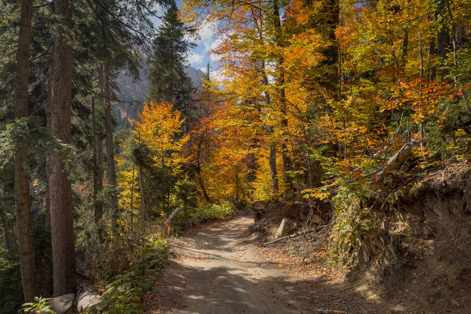 , Игорь Денисов