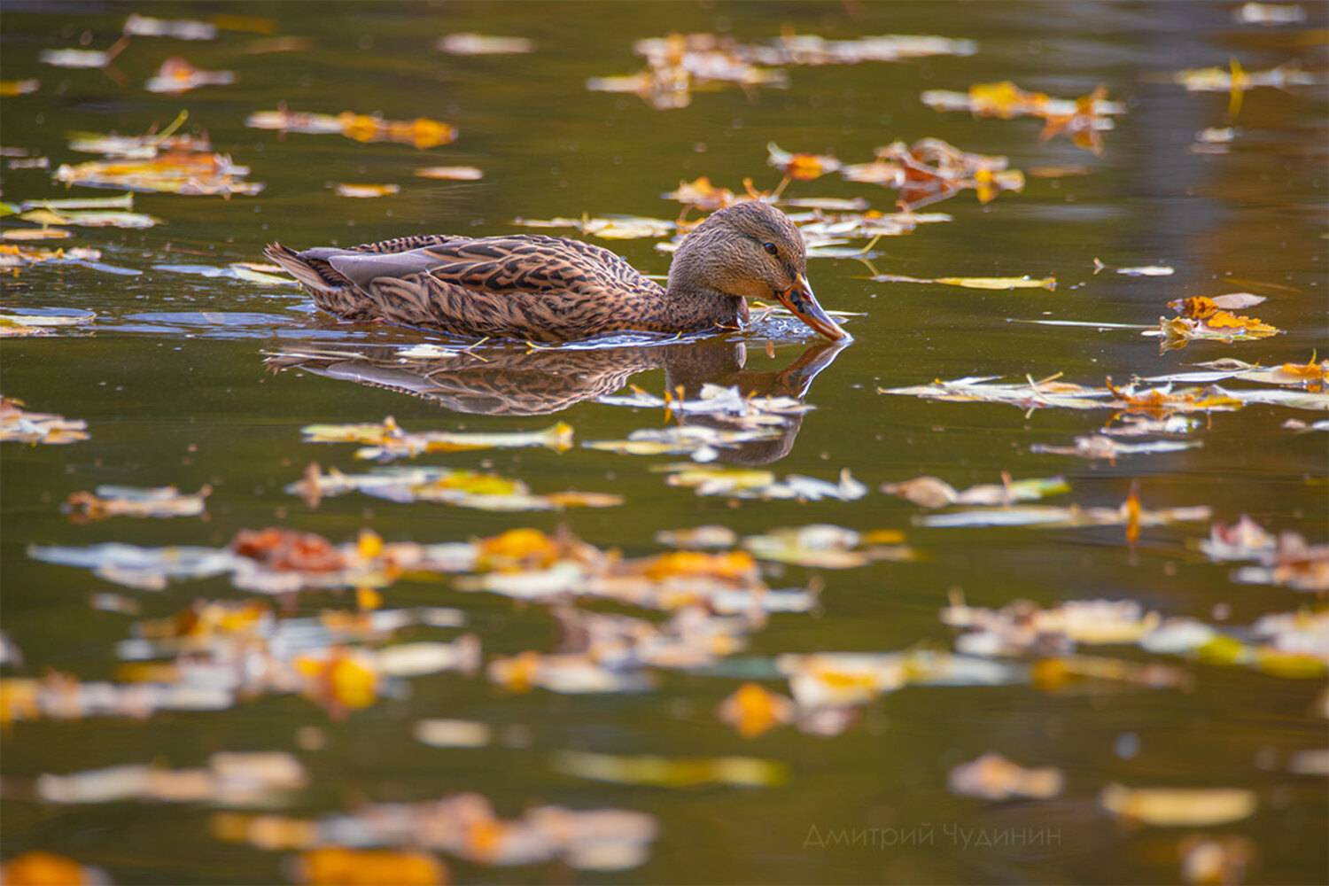, Чудинин Дмитрий