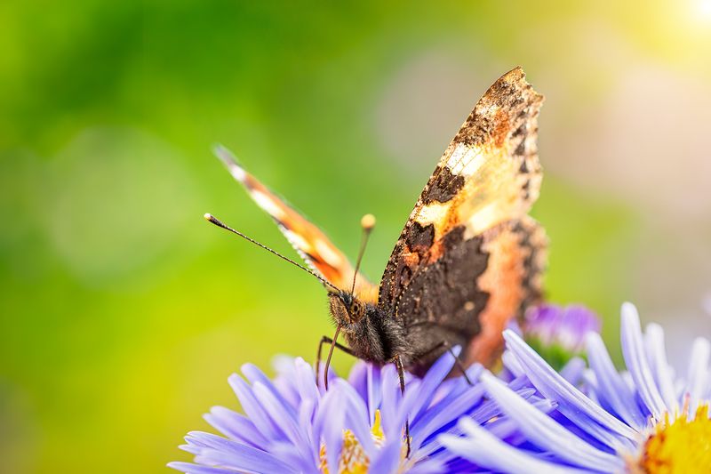 Бабочка фото превью