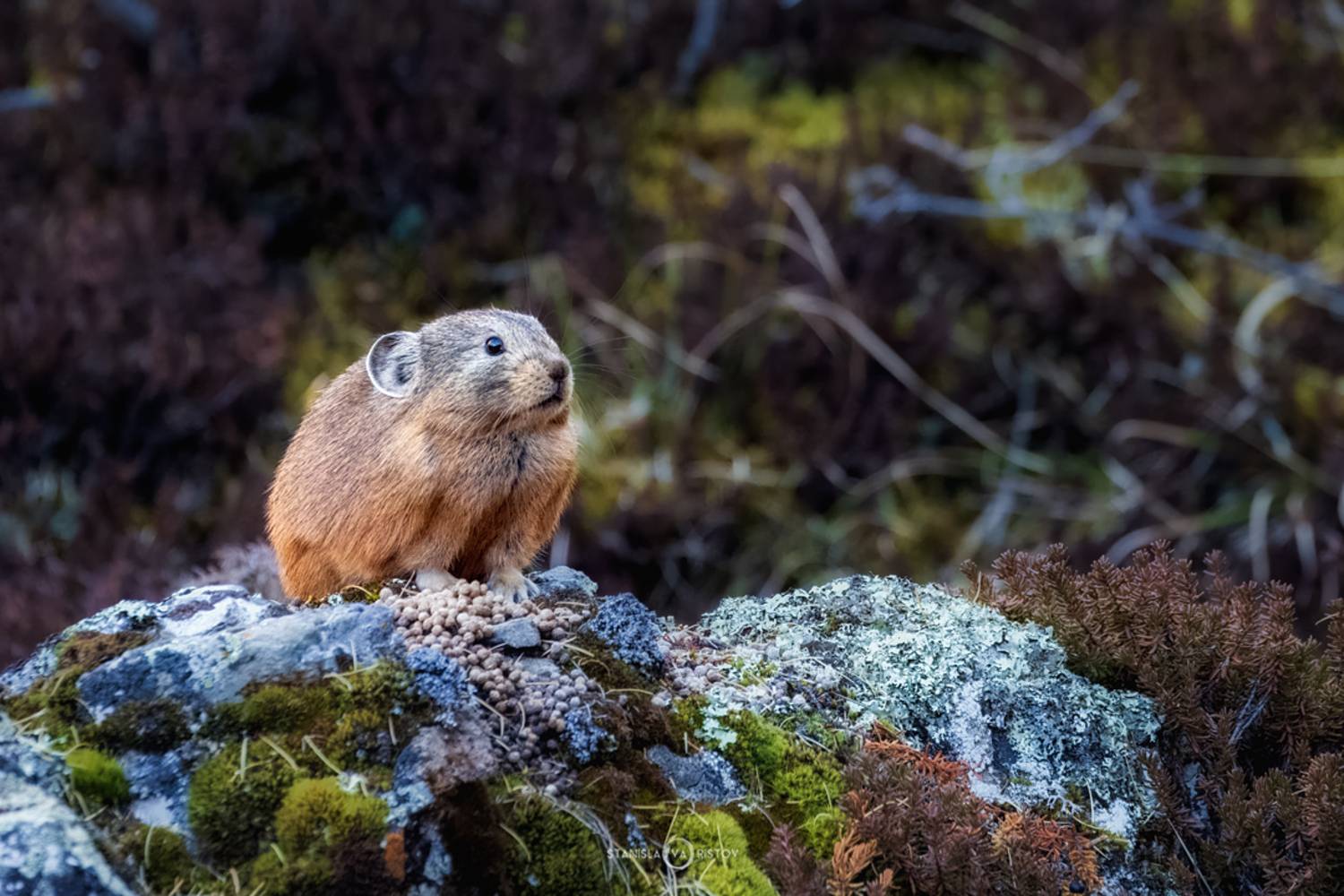 , Станислав Аристов