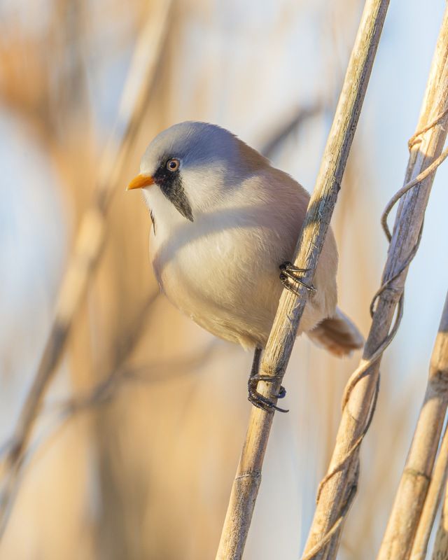 синица, усатая синица, птицы Усатая синица фото превью