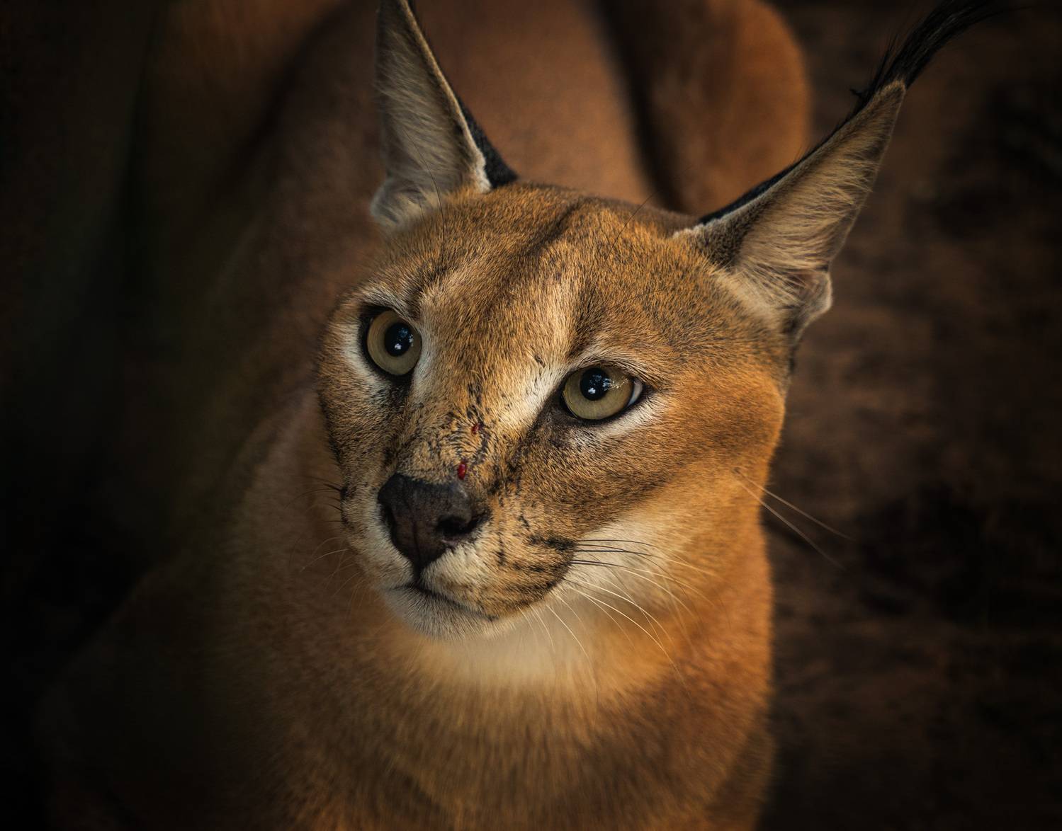 #каракал #животные #кошки африки #южная африка, Олег Герасимов