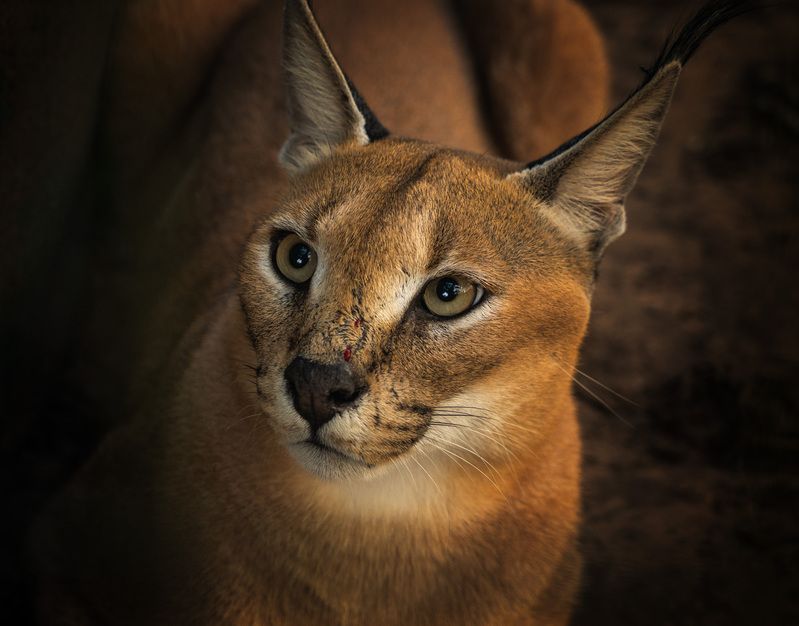 #каракал #животные #кошки африки #южная африка Животные Южной Африки фото превью