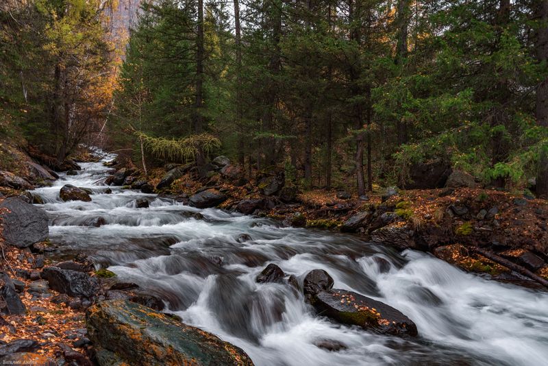 алтай, республика алтай, природа, река ярбалык, осень, золотая осень Речка Ярбалык фото превью