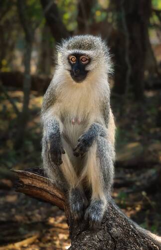 Vervet monkey (Зеленая карликовая мартышка)