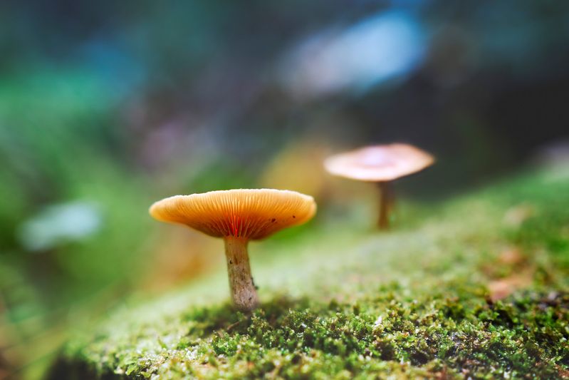 Грибочки фото превью