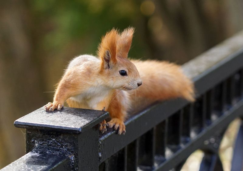 Орехи на стол, живо!  фото превью