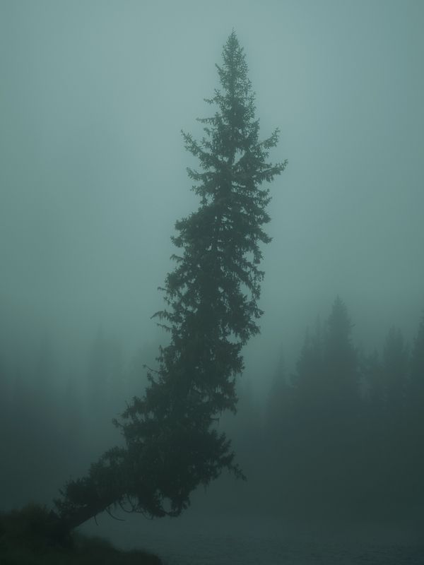 Moody фото превью