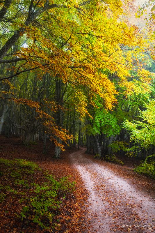 woods nature landscape path outdoor marche region italy trees autumn Crossing the woods фото превью