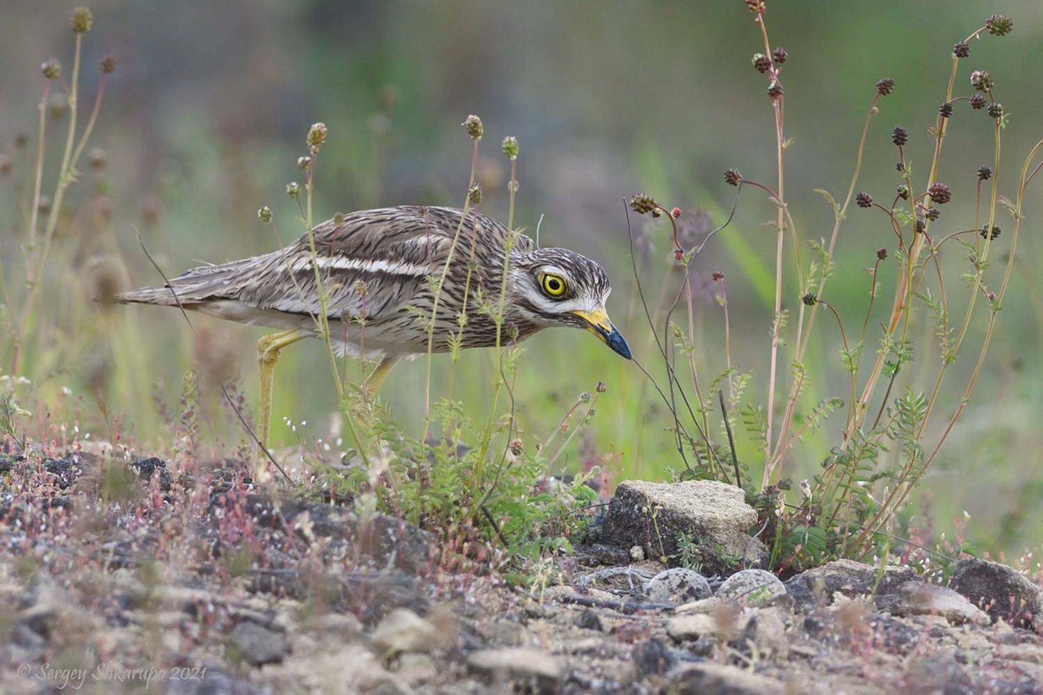 Авдотка, Сергей Шкарупо