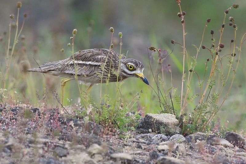 Авдотка Авдотка у гнезда фото превью