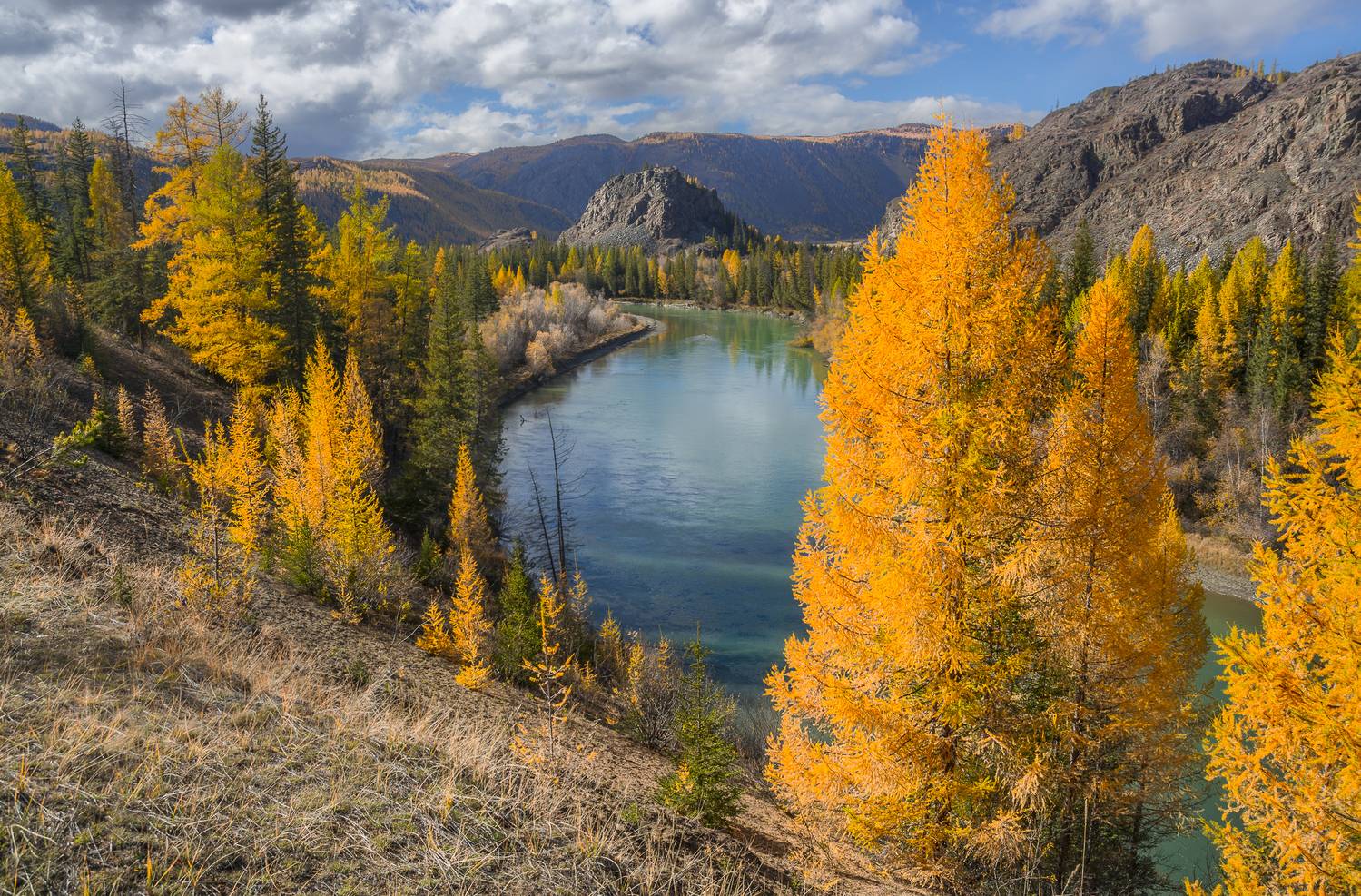 россия, горный алтай, река, золотые лиственницы,осень, Андрей Поляков