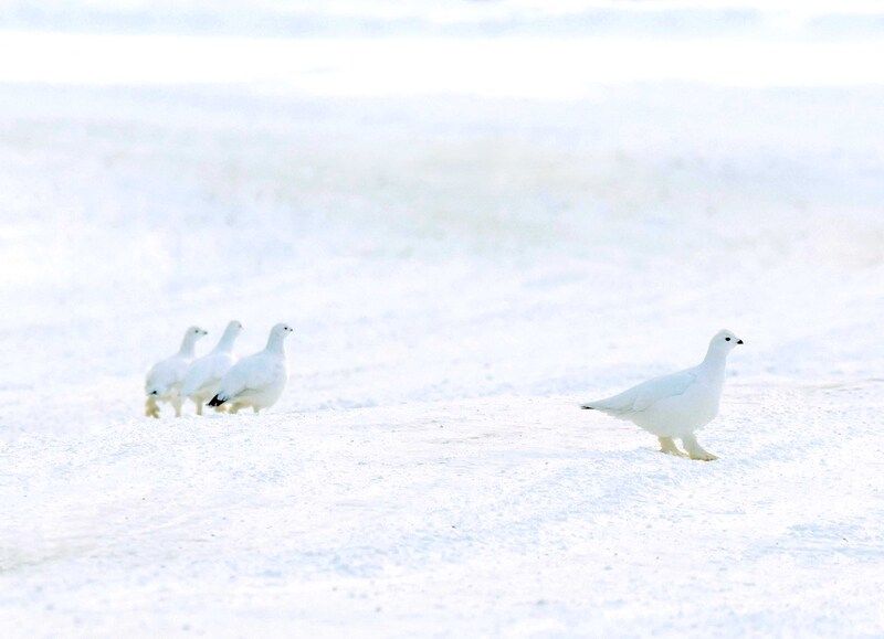 белые куропатки, состязание На старт! Внимание! Побежали! фото превью