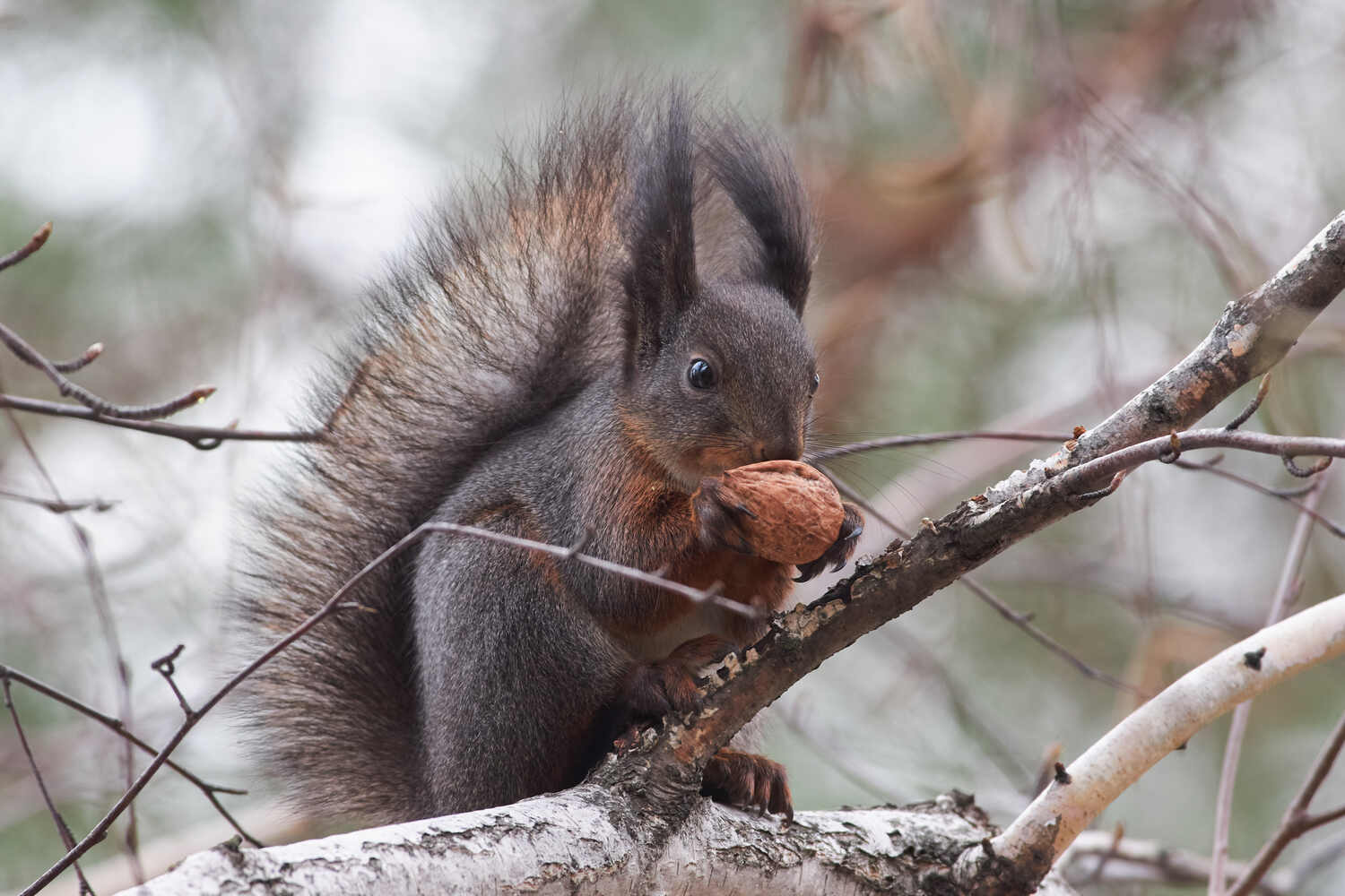 белка, squirrel, Sciurus vulgaris,, Павел Сторчилов
