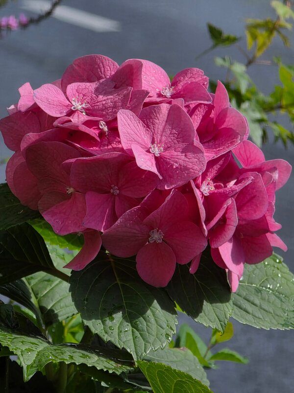 Цветы, Москва Август в центре Москвы фото превью