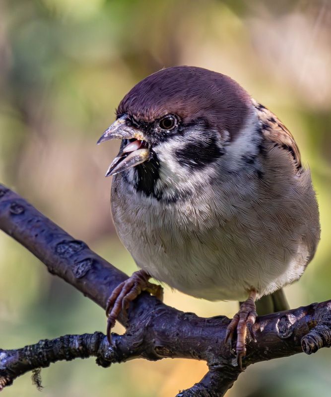 Полевой воробей фото превью