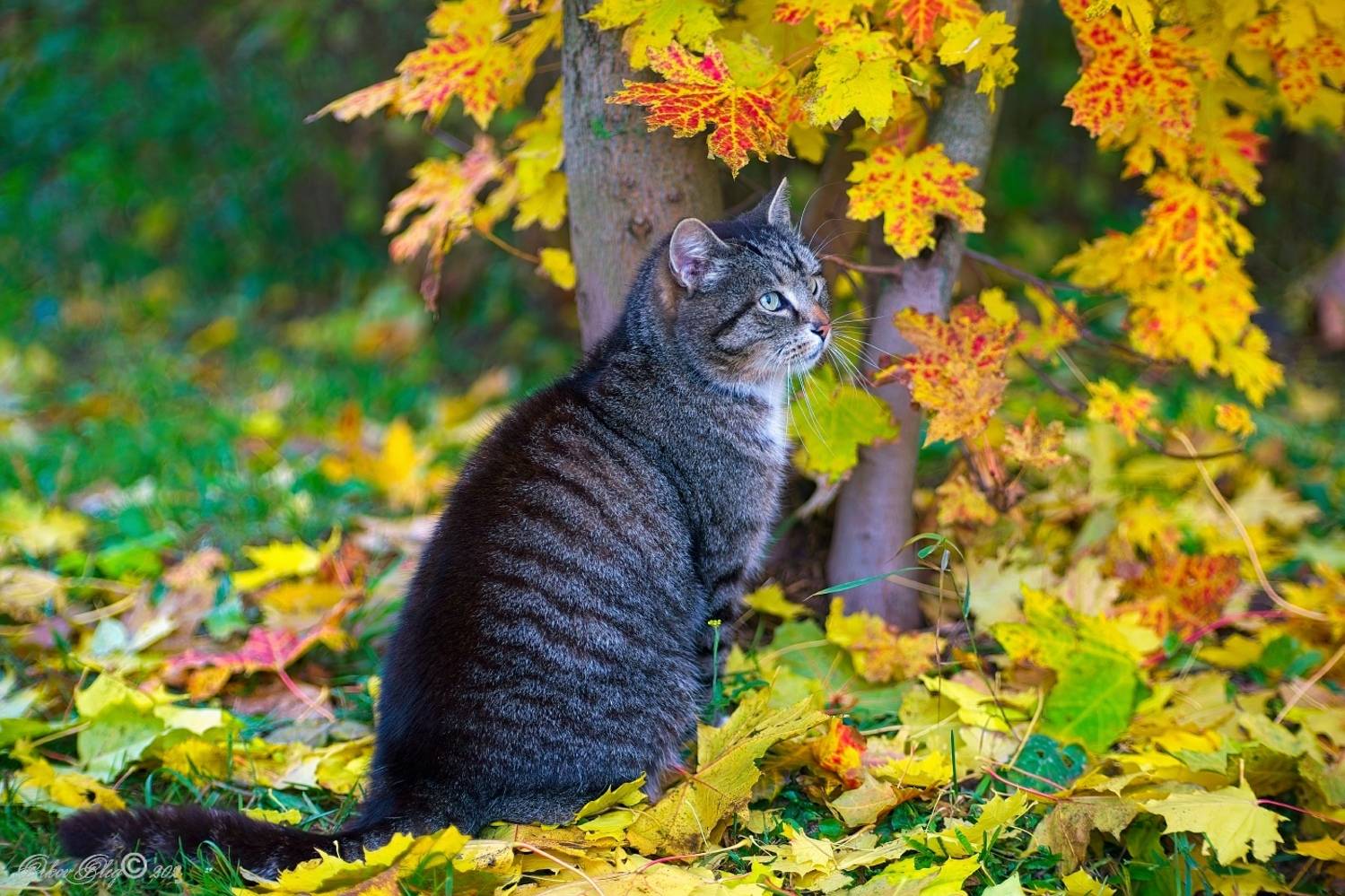 , Орлов Олег