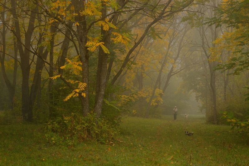 Туманное утро фото превью