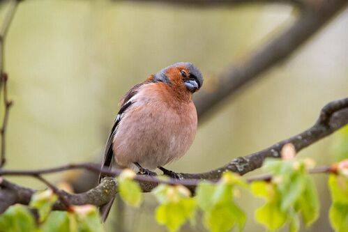 Зяблик / Fringilla coelebs / Chaffinch