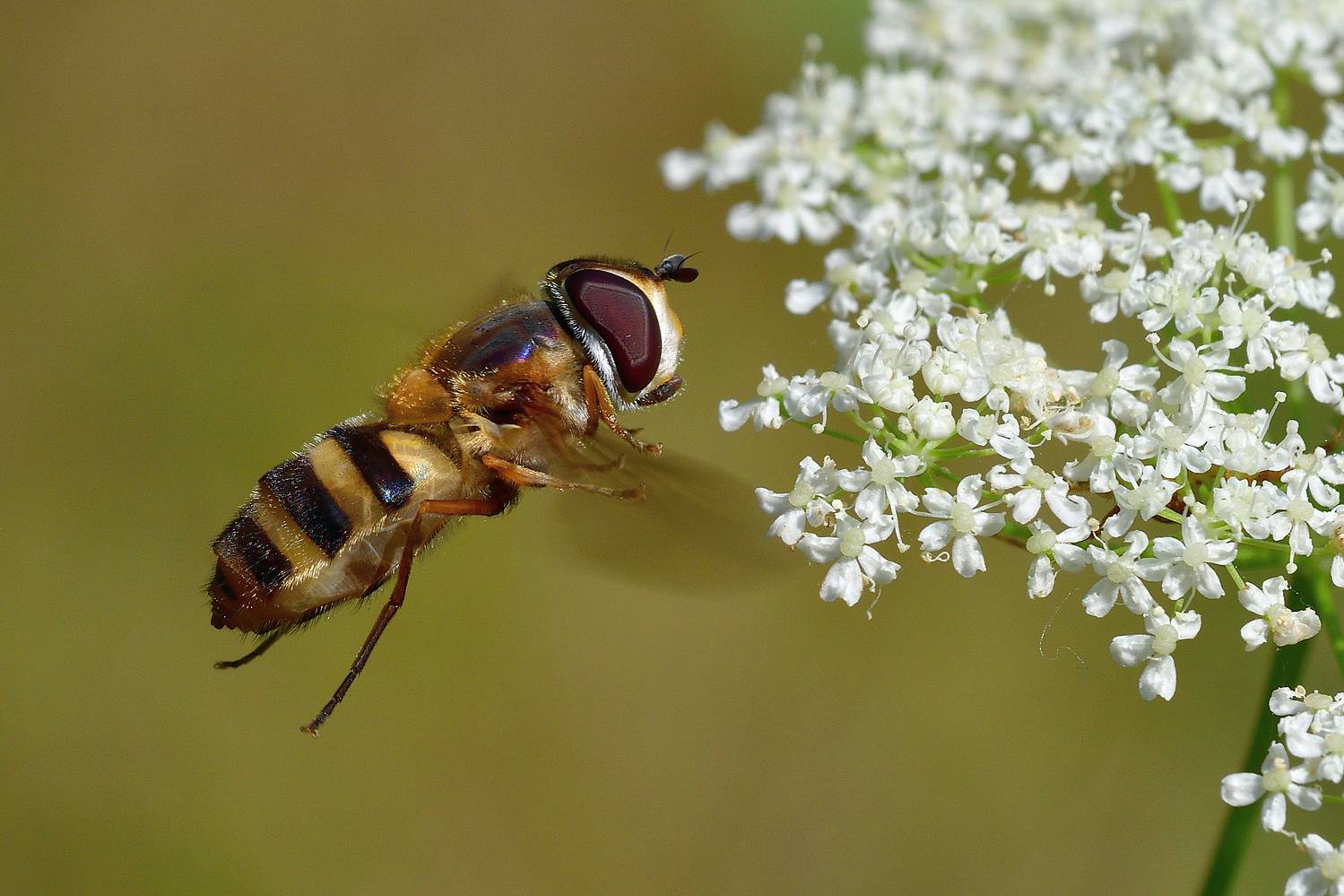 , Корнейчук Игорь